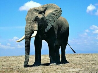 Tag Elephant Wallpaper Image Photos Pictures And Background For