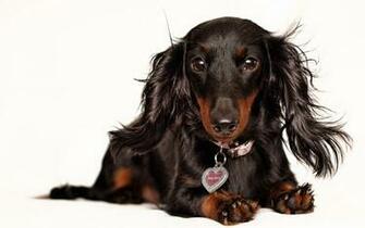Dachshund Full HD Wallpaper And Background