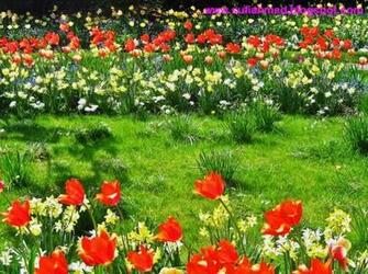 New Flower Garden Photos Wallpaper For Computer