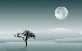 Tree Solitude Desktop Pc And Mac Wallpaper