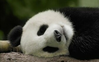 Unique Wallpaper Amazing Pandas
