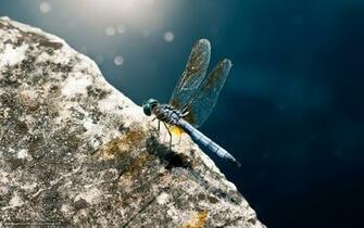 Wallpaper Usa Wisconsin Madison Dragonfly Desktop