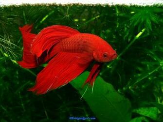 Fish Wallpaper Desktop Pics Jpg