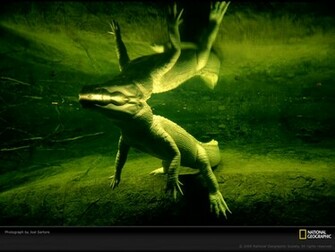 Alligator Wallpaper Jpg