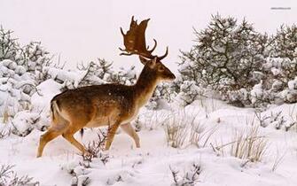 Deer HD Wallpaper In Winter Pixel Nature