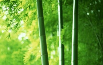 Green Bamboo Wallpaper HD