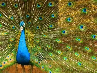 File Male Indian Peafowl Jpg