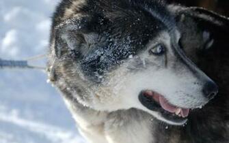 Siberian Husky Wallpaper Net