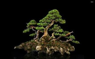 Bonsai Computer Wallpaper Desktop Background