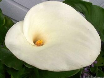 Desktop Wallpaper Flowers Gardens Background Calla Lily