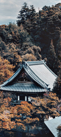 Tree Building Leaf Autumn Architecture Samsung Galaxy