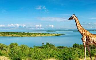 Giraffe At Nile River 4k Ultra HD Wallpaper Net