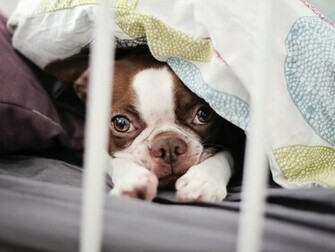 Boston Terrier Wallpaper