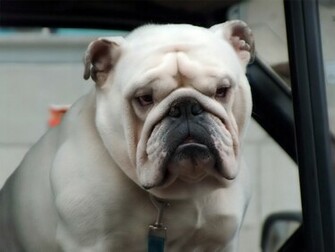 Everything Top Dog White English Bulldog