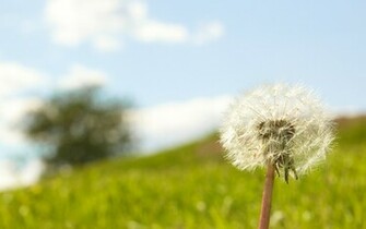 Lonely Dandelion Wallpaper