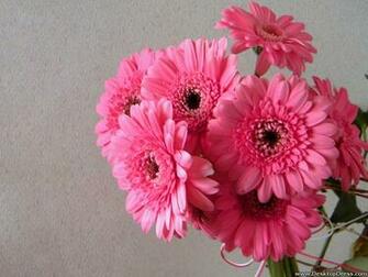 Desktop Wallpaper Flowers Background Light Pink Gerbera