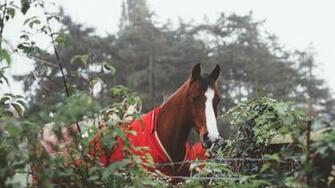 Wallpaper Horse Corral Suit Widescreen