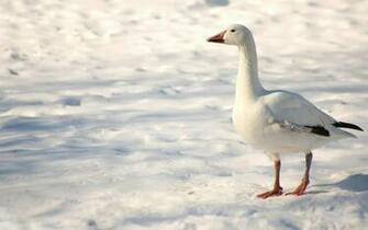 High Resolution Snow Geese Awesome Photo