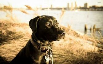 Black Labrador Retriever Wallpaper Animal