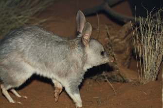 Bilby 4k Ultra HD Wallpaper