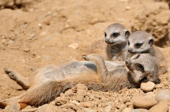 Animal Meerkat Wallpaper