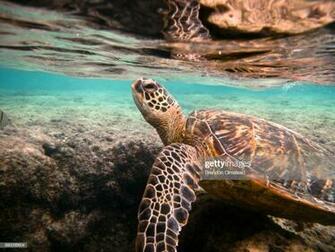 Honu Breath Of Life Stock Photo Getty Image