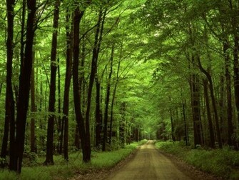 Green Forest