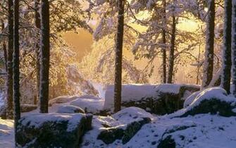 Snowy Pine Forest Wallpaper Stock Photos