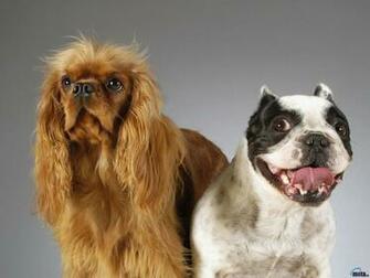 Wallpaper Cocker Spaniel And French Bulldog