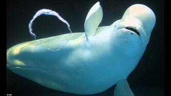 Beluga Whale HD Pc Wallpaper Amazing Wallpaperz