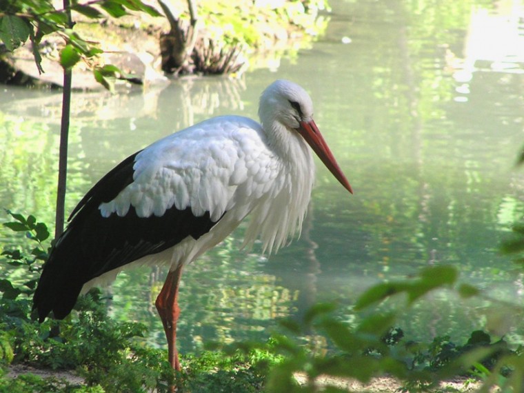 Stork Wallpaper
