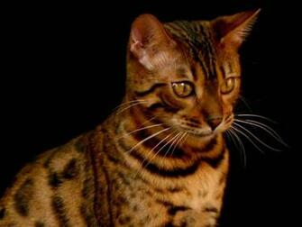 Bengal Cats Cute