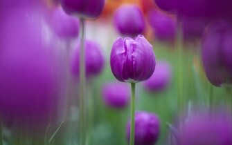 Purple Focus Flowers Nature Wallpaper In Plants