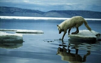 Arctic Wolf Wallpaper