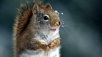 Cute Animes Squirrel HD Animals Hq IwallHD Wallpaper