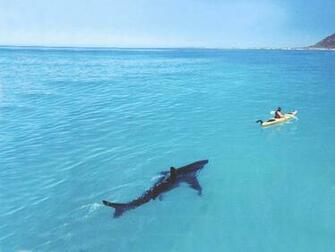 Shark Wallpaperthe Today Stuff
