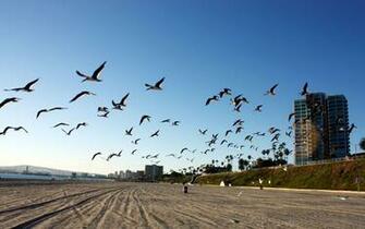 Long Beach California Wallpaper