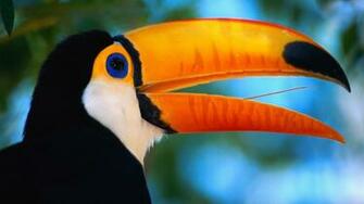 Toco Toucan Computer Wallpaper Desktop Background