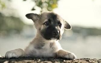 German Shepherd Puppies Wallpaper HD Background Hivewallpaper