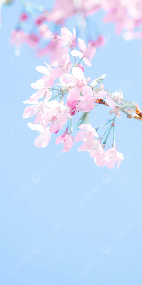 Pink Cherry Blossom Wallpaper