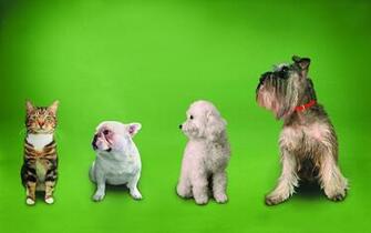 High Resolution Wallpaper Funny Cats Dogs