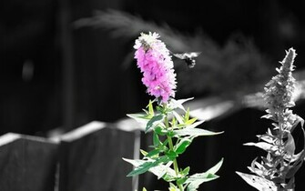 Nice Purple Flower Wallpaper HD