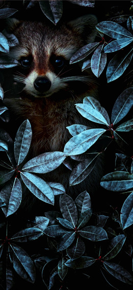 Mole Animal iPhone Wallpaper