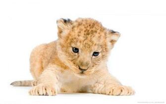 Lion Cubs Wallpaper