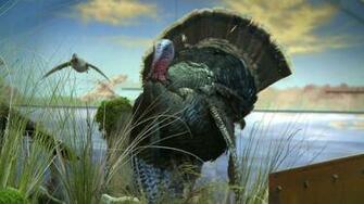 Turkey Hunting Wallpaper
