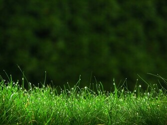 Nature HD Wallpaper Natural Places Picnic Spots