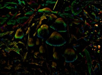 Shrooms Man Wallpaper Desktop Background