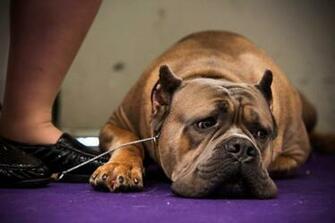 Westminster Dog Show Wire Fox Terrier Wins Best In
