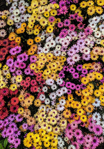 Top Daisy Aesthetic Wallpaper Full HD 4k To Use