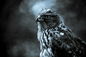 High Definition Wallpaper